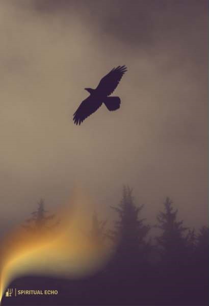 Raven power animal