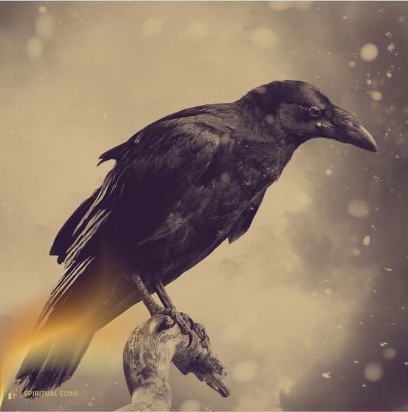 Raven spirit animal