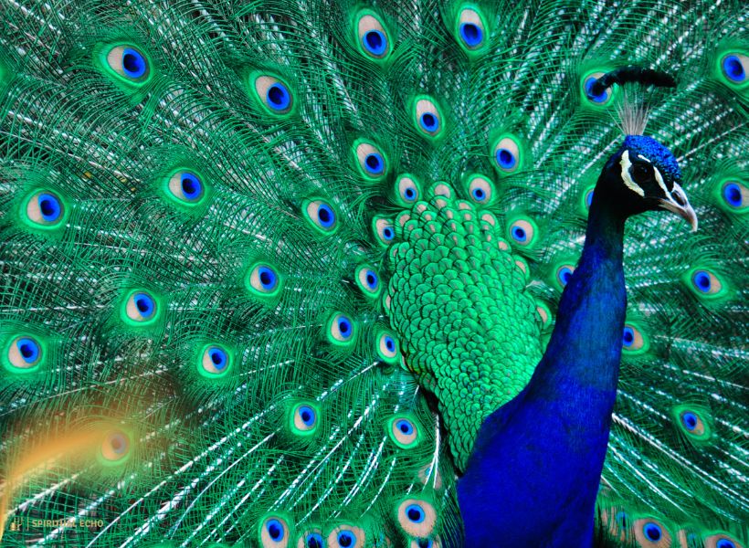 Core Spiritual Meanings Of The Peacock