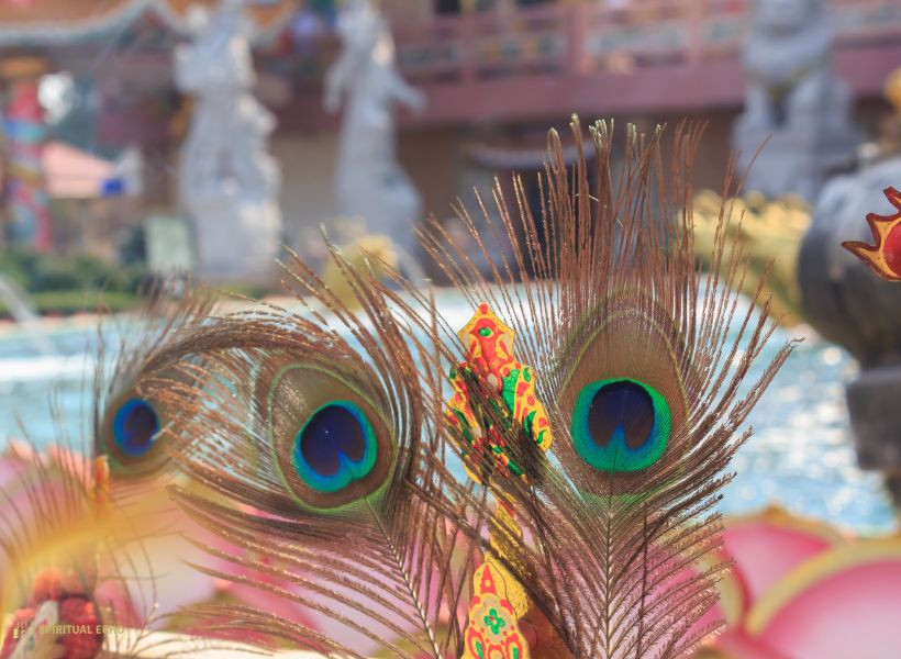 Peacock Symbolism In Spirituality