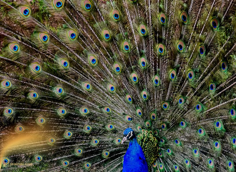 Peacock Totem Or Spirit Animal Meaning
