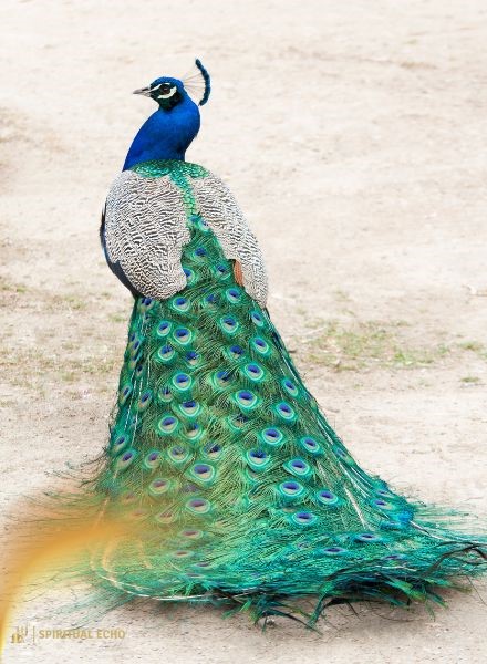 Peacock spiritual symbolism