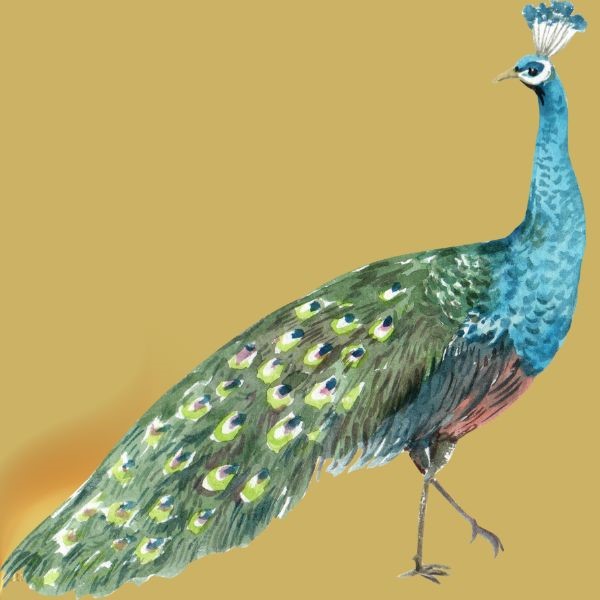 Peacock totem meaning