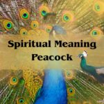 Unveiling The Spiritual Meaning Peacock Symbolism