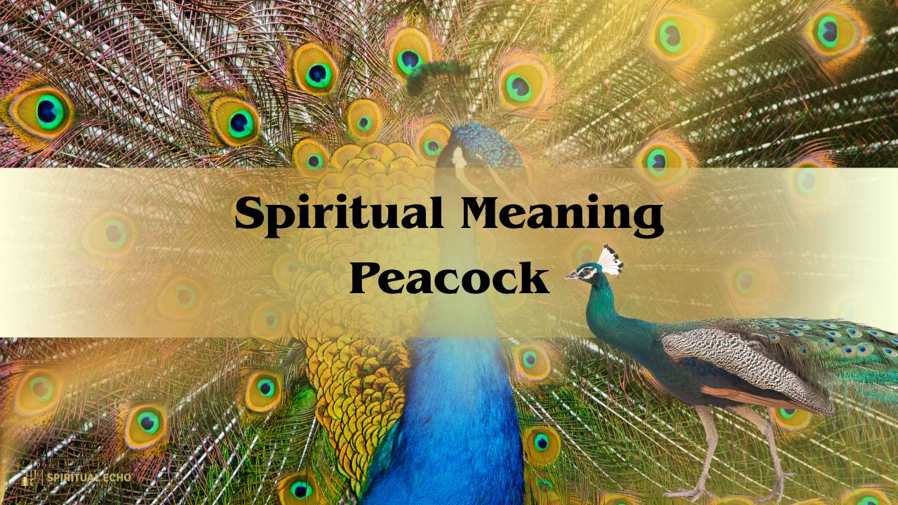 Unveiling The Spiritual Meaning Peacock Symbolism