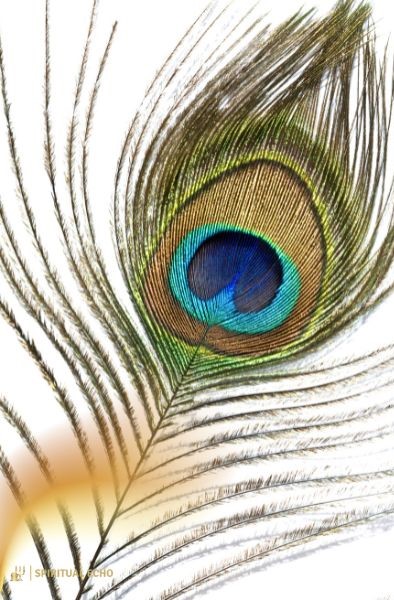 Spiritual significance of Peacock